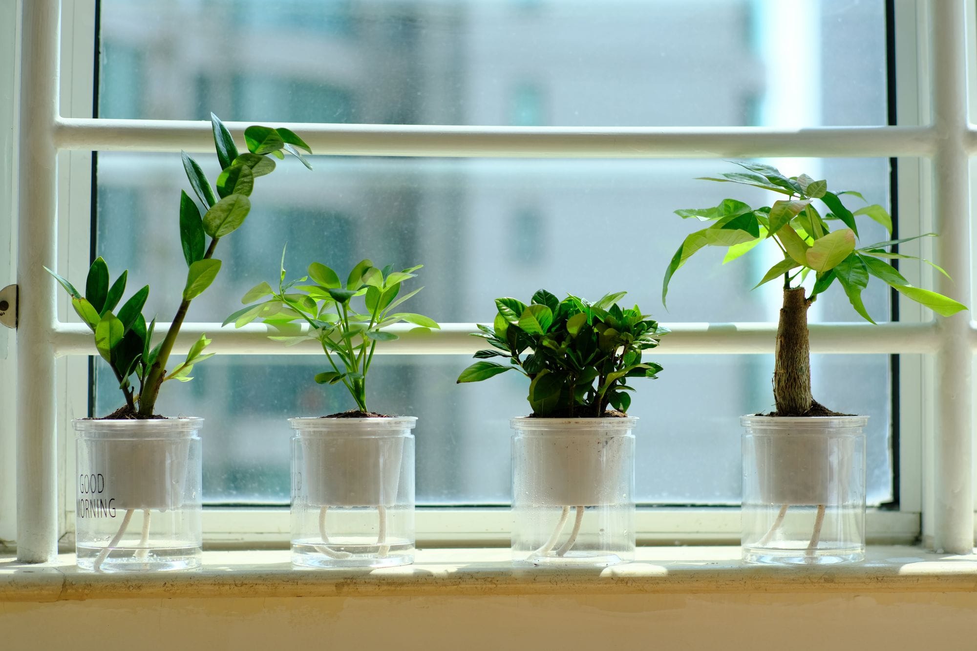 室内定焦摄影：网购的绿植 (50mm F2.0 2022/05/17)